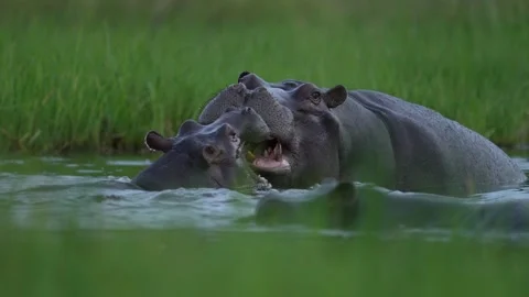 Hippos in the Khwai river, Moremi in Botswana. Africa wildlife nature. Mother an Stock Footage 223371692