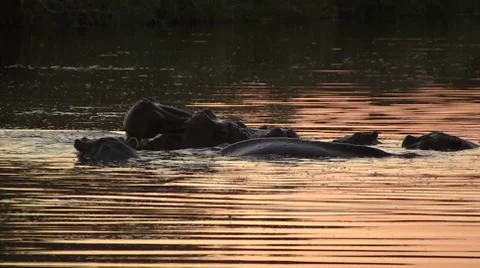 Hippos in lake in the evening Video stock 8572152