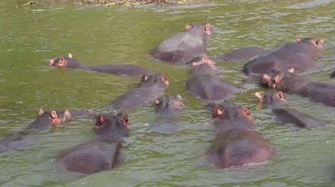 Hippos in Lake Stock Footage 10806445