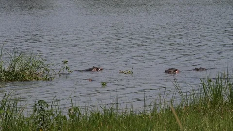 Hippos in the Lake, Rwanda Stock Footage 125141890