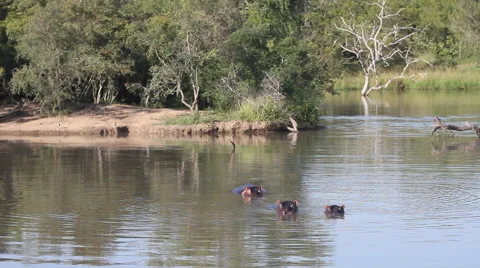 Hippos lake wide Stock Footage 41639124