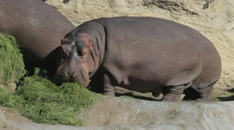 Hippos on the land out of the water | Stock Video | Pond5