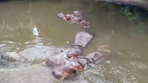 Hippos laying in water Video stock 74048030