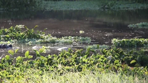 Hippo's in the Letaba river Stock Footage 195088437