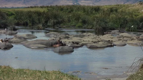 Hippos lie in the swamp Video stock 104977891