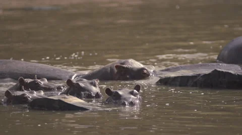 Hippos in Mara river Stock Footage 33546517