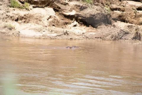 Hippos in the Mara River Stock Photos