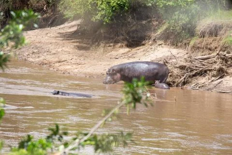 Hippos in the Mara River Stock Photos