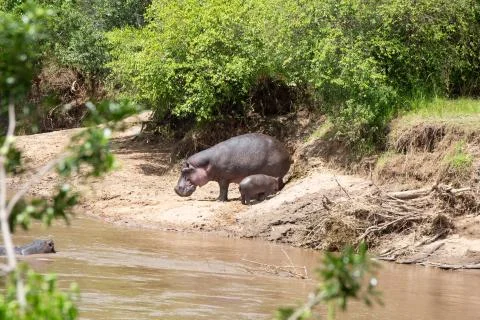 Hippos in the Mara River Stock Photos