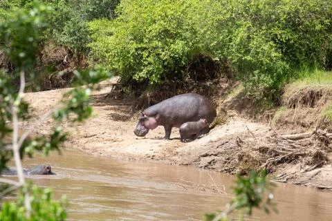 Hippos, Mara River Stock Photos