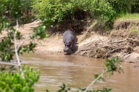Hippos in the Mara River Foto stock