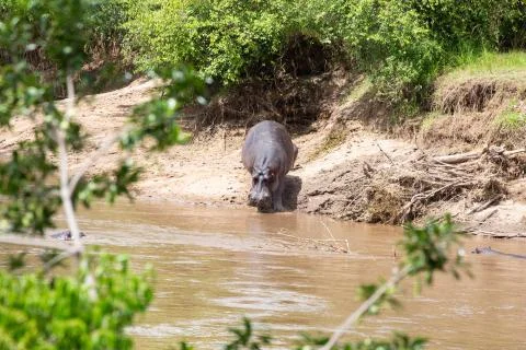 Hippos in the Mara River Stock Photos