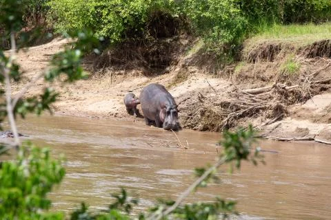 Hippos in the Mara River Stock Photos