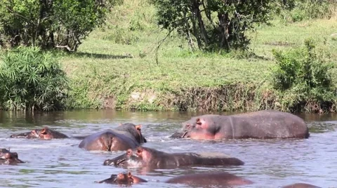 Hippos moving around in pool tail flinging poop Stock Footage 63351989