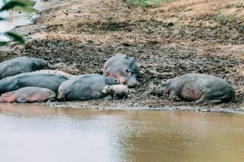 Hippos in mud sleeping while the baby is exploring Foto stock