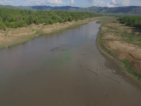 Hippo's in muddy water Stock Footage 85205561