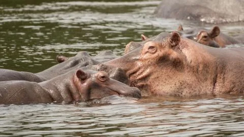 Hippos in Nile River Foto stock