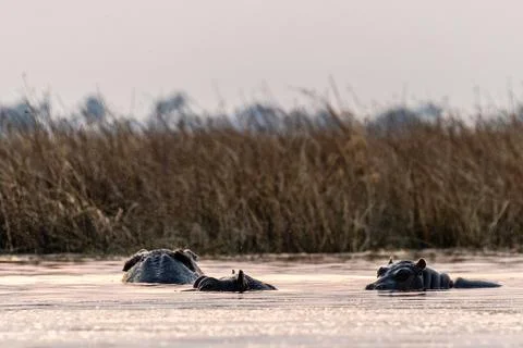 Hippos in the Okavango Delta Stock Photos