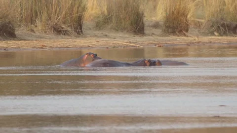 Hippos partially submerged in river at Kruger National Park, South Africa, slow Vídeo Stock 333872244