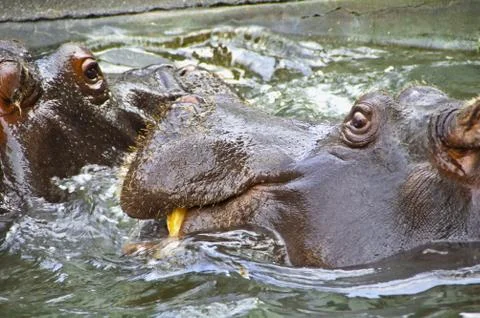 Hippos Stock Photos