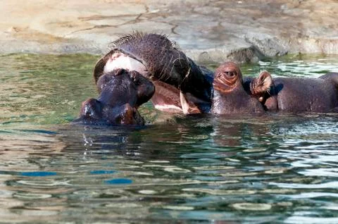 Hippos Stock Photos