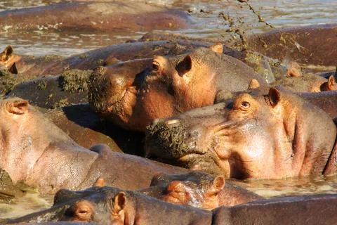 Hippos Stock Photos