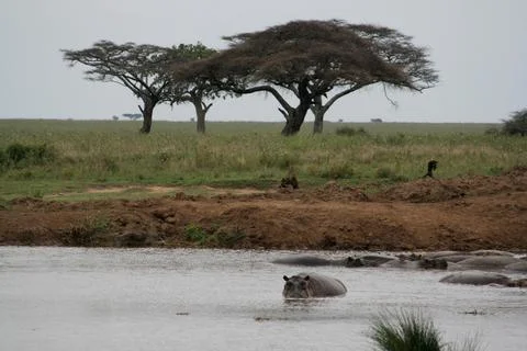 Hippos Stock Photos