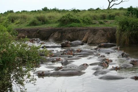 Hippos Foto stock