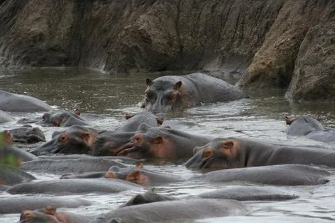 Hippos Stock Photos
