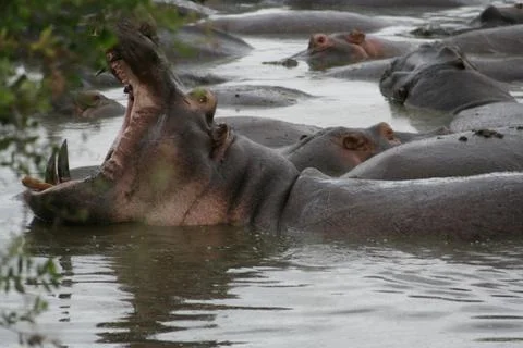 Hippos Stock Photos