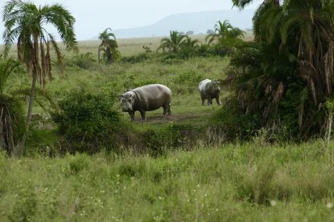Hippos Stock Photos