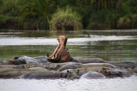 Hippos Stock Photos