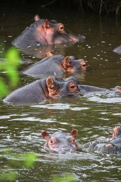 Hippos Stock Photos