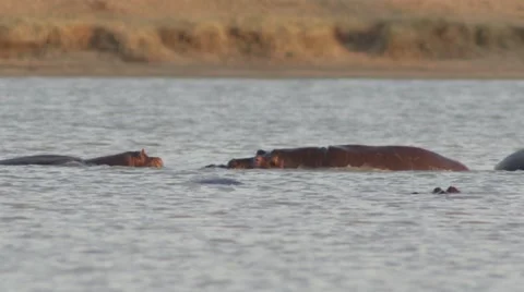 Hippo's Play Fighting Stock Footage 55652913