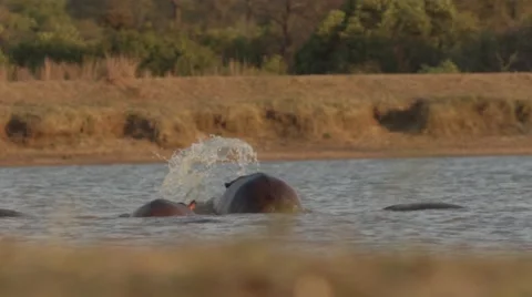 Hippo's play fighting at sunset Stock Footage 55654607