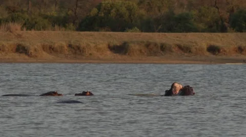 Hippos Playfighting - Super Slow Motion Stock-Footage 55652654