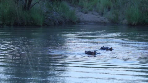 Hippo's playing at twilight Video stock 41640061