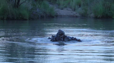 Hippo's playing at twilight Stock Footage 41640508