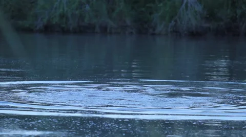 Hippo's playing at twilight Stock Footage 41640664