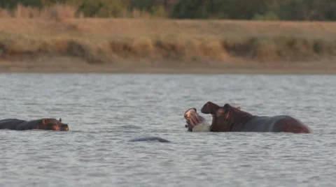 Hippo's playing at twilight Stock Footage 55655055