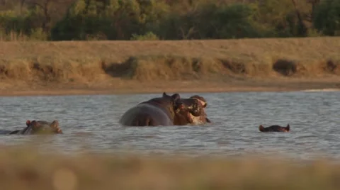 Hippo's playing at twilight - Slow Motion Stock Footage 55655591