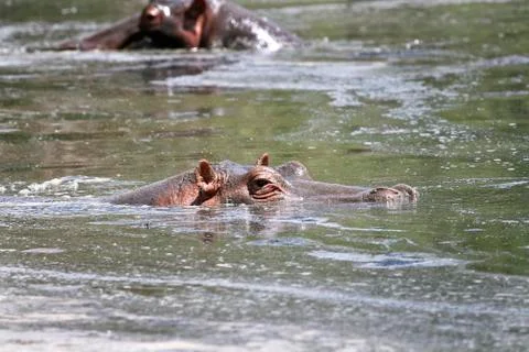 Hippos in a pool Stock Photos