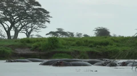 Hippos in rain. Stock Footage 11300923