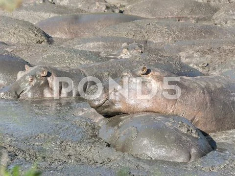 Hippos relax at a water hole in the serengeti Stock Photos