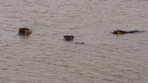 Hippos resting in river Stock Footage 108495698