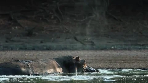 Hippos Resting in River Water Stock Footage 321837718