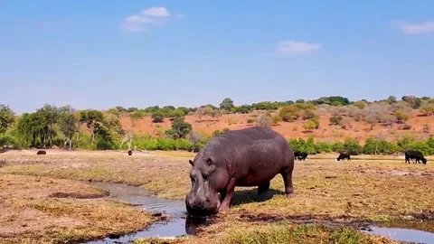 Hippos Resting in River Water Stock Footage 323139841