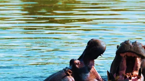 Hippos Resting in River Water Stock Footage 323142504