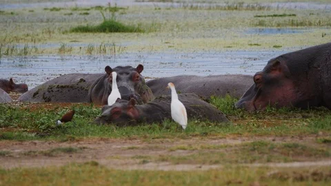 Hippos resting in water Stock Footage 88558089