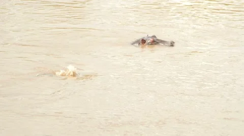 Hippos in river Vídeos de archivo 55305633